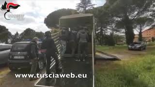 Carabinieri  Sequestrati 23 cani incrociati con lupi selvatici in un allevamento [upl. by Catt]