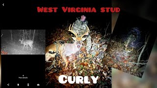 The story of Curly A West Virginia stud shot with a bow self filmed [upl. by Mcclelland]