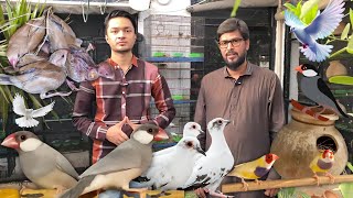 Java Sparrow Gouldian Finch amp Pied Dove Colony Setup – Adnan Bhai Collection [upl. by Pompei170]