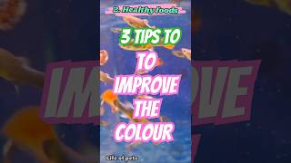 3 Tips 💢 to improve 📤 the colouration 💫of guppy fish🐠 [upl. by Claudia]