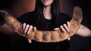 ASMR Giant Bean Pod  Rare Triggers That Sound Better than Wood No Talking [upl. by Jacinta]