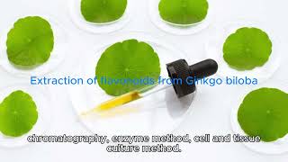 Extraction of flavonoids from Ginkgo biloba [upl. by Weir]