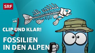 Wie entstehen Fossilien  SRF Kids – Clip und klar  Für Kinder erklärt [upl. by Cranford803]