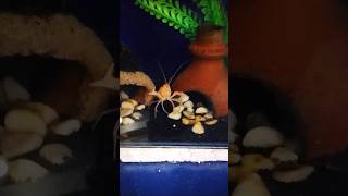 How I Feed My CrayfishLobster🦞  pets aquarium lobster petlover petvlog [upl. by Attennaej]