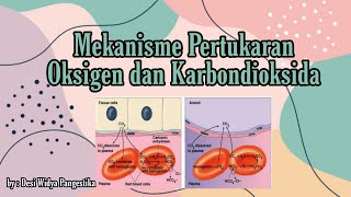 Mekanisme Pertukaran Oksigen dan Karbondioksida  Sistem Pernapasan Manusia [upl. by Ruthanne]