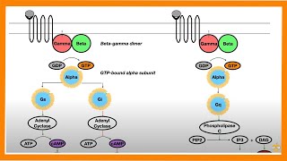 Signal Transduction Pathways GProtein Receptor Tyrosine Kinase cGMP [upl. by Judson]