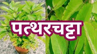 पत्थरचट्टा का पौधाBryophyllum pinnatumHow to grow and care [upl. by Yartnod78]