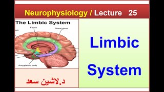 PhysiologyNeurophysiologyLecture 25Limbic ssytemLashinدلاشين [upl. by Adnara936]