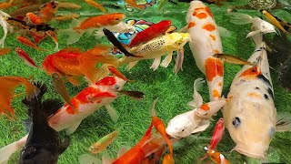 Great catching aquarium fish kiofishcolorful fishguppies fish snails…… [upl. by Adnole]