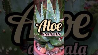 Aloe aculeata [upl. by Wall]