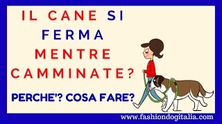 Il cane si ferma e si siede mentre cammini cosa fare se è cucciolo o adulto [upl. by Wickham]