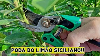 ANTES DE PODAR TEU LIMOEIRO ASSISTA ESSE VÍDEO  PODA DO LIMÃO SICILIANO [upl. by Ashla]