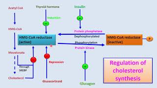 regulation of Cholesterol synthesis [upl. by Raynata]