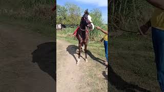 Beautiful Brood Mare Proper Panchakalyan Hight 61 [upl. by Elsbeth]