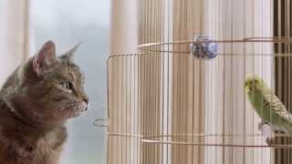 Freeview TV Ad  Cat amp Budgie catandbudgie [upl. by Etterb]