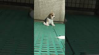 dogs dogshorts dogshow dogshow dogsofinstagram dogstagram dogsofinsta dogsofyoutube [upl. by Neyrb]