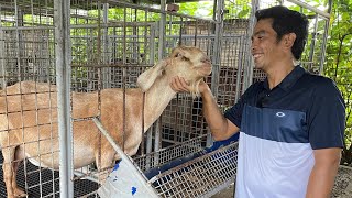 GOAT DAIRY FARM TOUR TAMANG SISTEMA SIGURADO KIKITA [upl. by Ambert]