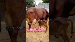 331000 Me Biki Redden gir cross cow cow shorts youtubeshorts gau bull trending cowfarm [upl. by Kenlay]