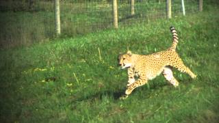 Cheetahs In Slow Motion [upl. by Craw]