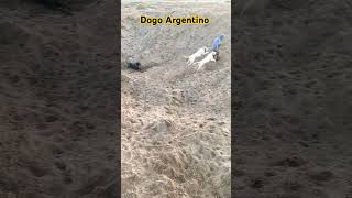 Dogo Argentino Attacks On My Friend 😂 Playing with Dogs Dogs Healthy Exercises Dogs Lover [upl. by Rotceh]