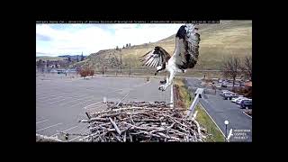 Hellgate Osprey Cam Iris Returns to nest 482023 148PM MT Missoula Montana [upl. by Alcus18]