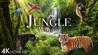 Jungle Wildlife In 4K  Animals That Call The Jungle Home  Rainforest  Scenic Relaxation Film [upl. by Warp]