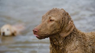 Chesapeake Bay Retrievers Heroes of Marine Life Conservation [upl. by Nnyleuqaj]