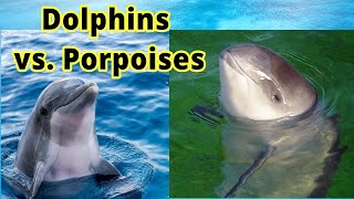 Dolphins vs Porpoises How to Distinguish Them [upl. by Nosnor549]