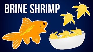 The Ultimate Guide to Hatching Baby Brine Shrimp [upl. by Walston]