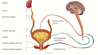 Micturition [upl. by Supen]