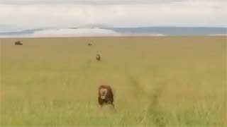 Male lion runs into a coalition of male lions [upl. by Danyette]