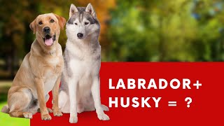 Labsky  Lab amp Husky Mix Info with Pictures [upl. by Weidner70]