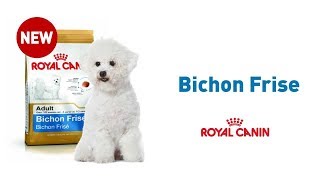 The Bichon Frise  Royal Canin Breed Health Nutrition [upl. by Anama]