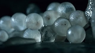 Baby Slugs Hatching Inside a Wall Up Close  BBC Earth [upl. by Gierc]