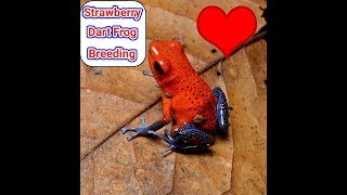 STRAWBERRY DART FROG BREEDING ophaga pumilio blue jeans dart frogs [upl. by Areem]