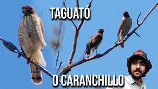 Taguató o Caranchillo 4K Rupornis magnirostris Roadside hawk Gavião carijó indaié campeiro [upl. by Kcirdneh]