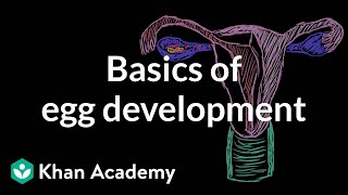 Basics of egg development  Reproductive system physiology  NCLEXRN  Khan Academy [upl. by Emirej]