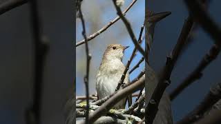 Ööbik Luscinia luscinia Thrush Nightingale  Eesti linnud [upl. by Artnoed420]