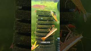 Oxygenate And Filter The Water In Your Shrimp Tank 🦐 shorts [upl. by Thomasa144]