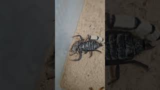 South African Thick Tailed Scorpion scorpion venomous insect exoticanimal wildlife [upl. by Ezmeralda]