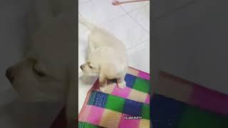 ✨Thangapulla 🐾kutty labrador labradorretriever labradorpuppy trending doglover youtubeshorts [upl. by Mattland115]