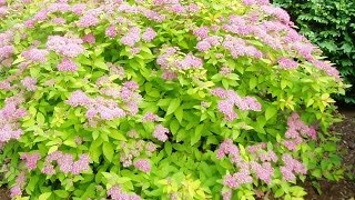 Renewal Pruned Spirea Flourishing [upl. by Ardnuhsal]