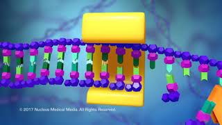 DNA and RNA  DNA Replication [upl. by Surad]