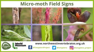 UK Micromoth Field Signs [upl. by Eneryc]