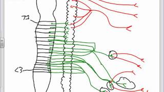 Autonomic Nervous System Anatomy Introductionpptx [upl. by Beniamino244]