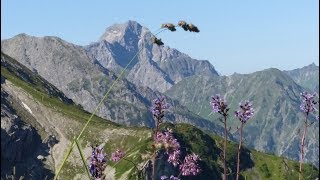 Kleinwalsertal Wanderung Fiderepasshuette [upl. by Icak]