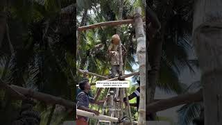 Roofing technique for vernacular hut [upl. by Denison]