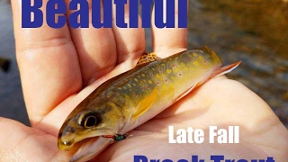 BEAUTIFUL Late Fall Brook Trout North Central PA [upl. by Brackely]