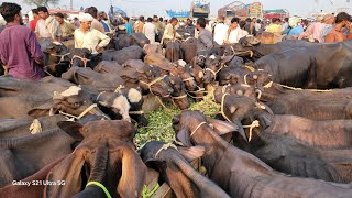 Lahore Cow Mandi  How To Start Katta Farming Business  Top Katta Farming Plan  Top Katti Farming [upl. by Adolph]