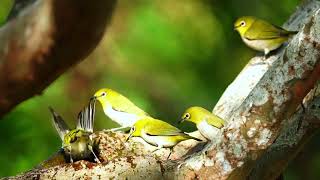 台中市都會公園花雀（Fringilla montifringilla）綠繡眼（Swinhoes Whiteeye）喝水篇 [upl. by Judsen575]